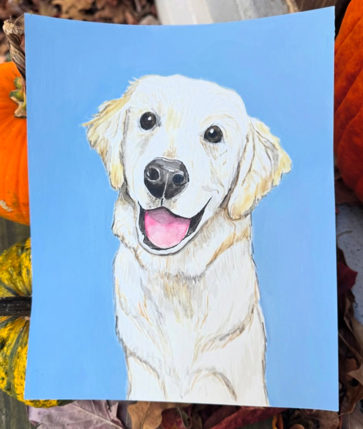 Pet Portraits