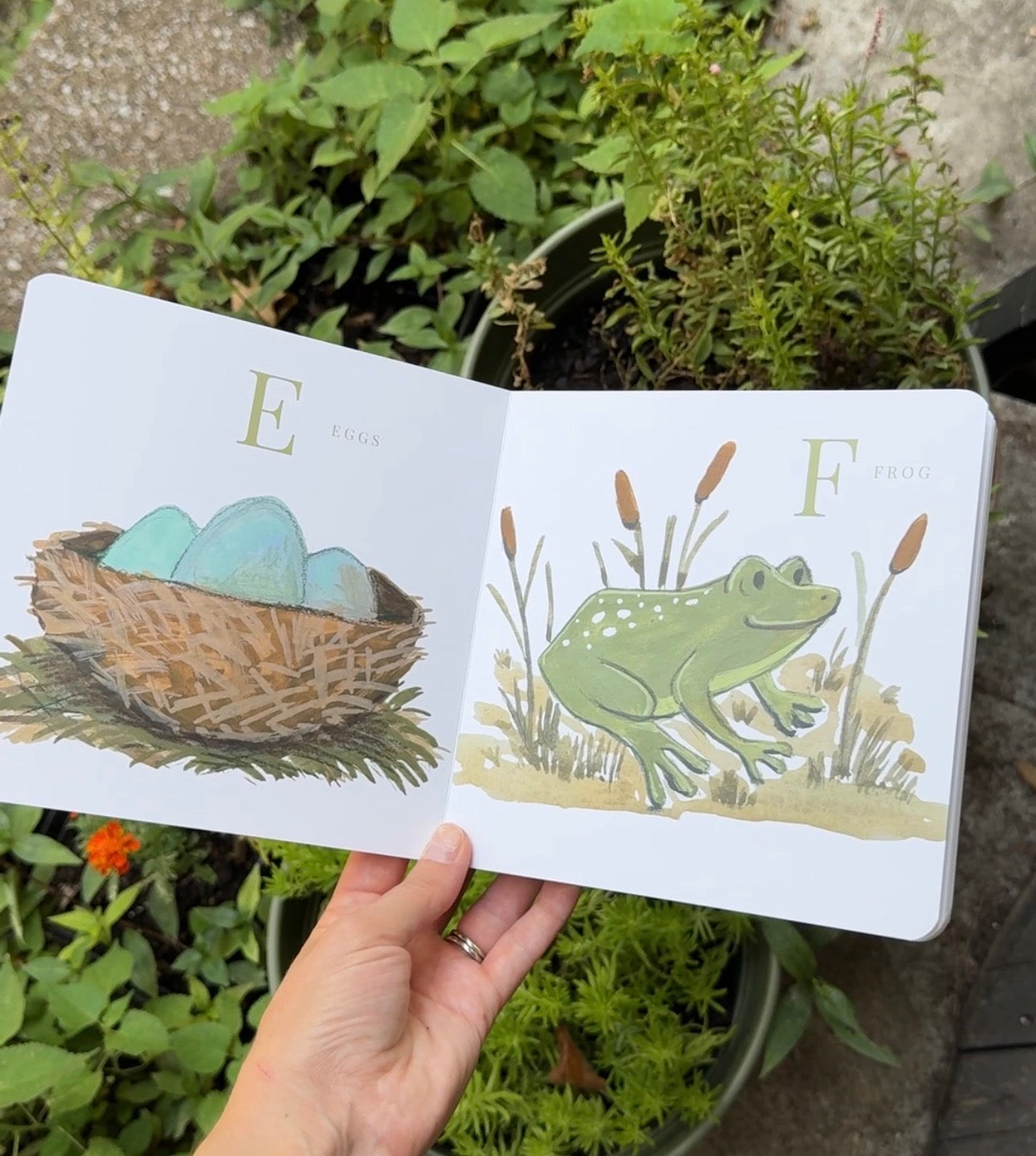 PREORDER - ABC Illustrated Alphabet Board Book