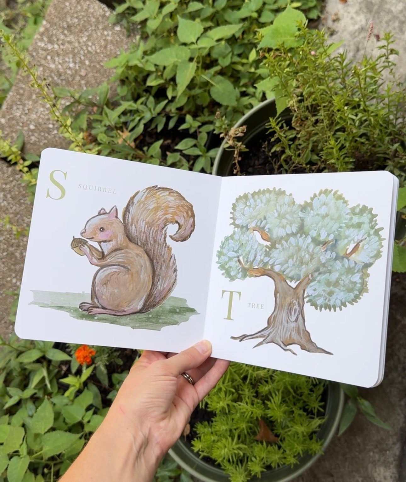 PREORDER - ABC Illustrated Alphabet Board Book